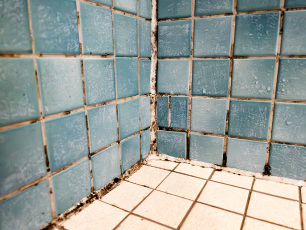Reliable Westmere, NY Mold Removal Solutions